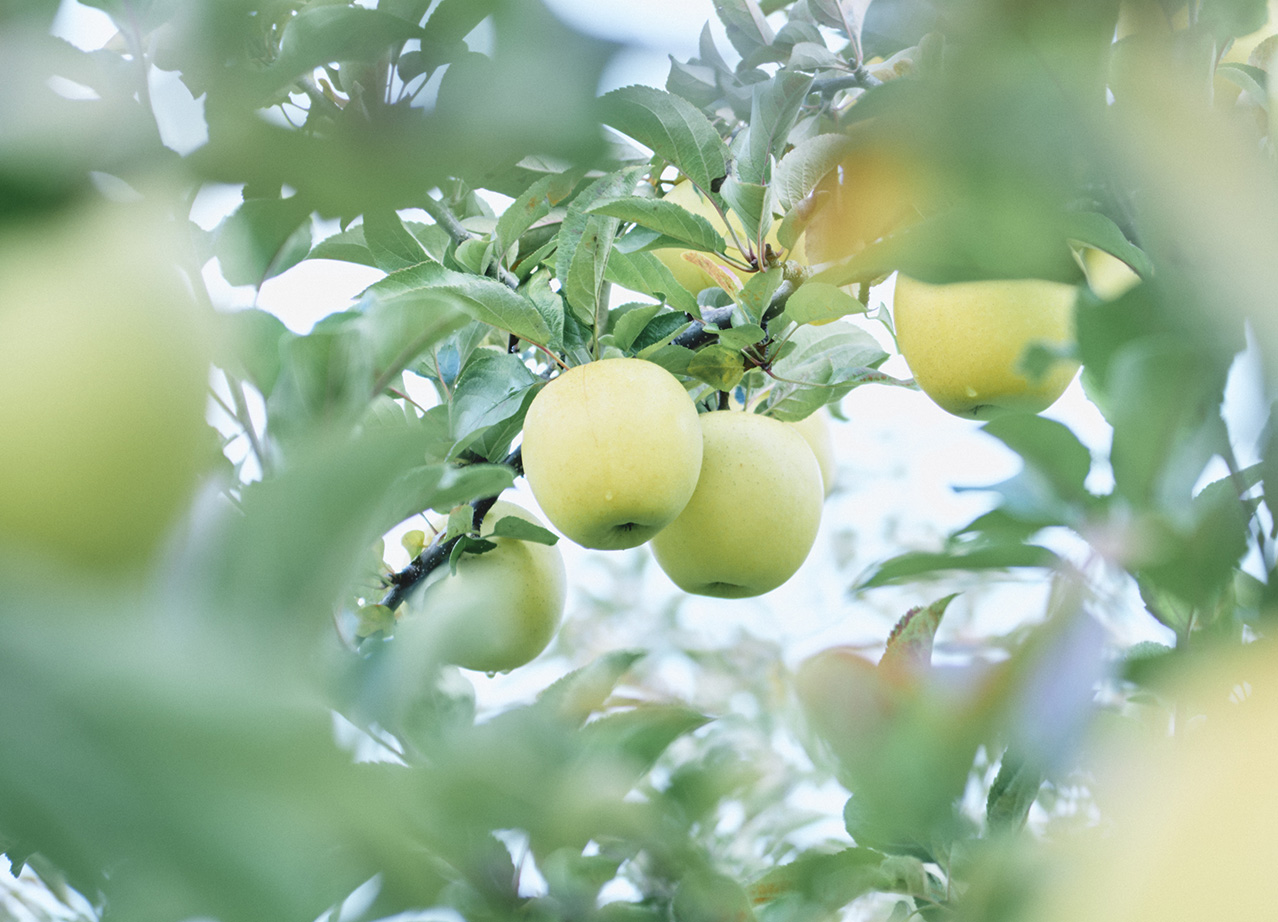 Green Neighbors Hard Cider